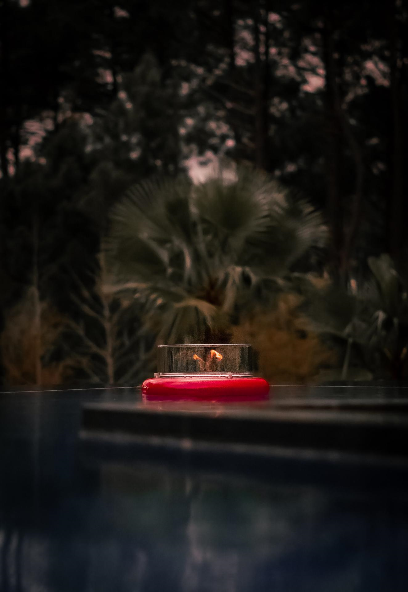 Red Flut in outdoor pond with palms and woods in the background.